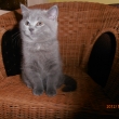 Ivy je tak� po��dn� KUS CHLAPA