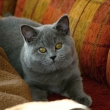 Chilia - �nor 2012