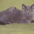 Innes - Daisy