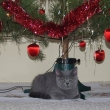 Chico alias Julian ve sv�m nov�m domov� :-) !
