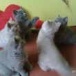 vrh CH p�i spole�n�m hran�