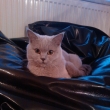 Cheryl - z 2012
