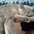 Lexy Loony