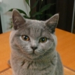 Henrieta