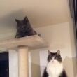 Larry s kamo�kou Miou 12-17