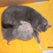 Maminka Heidy se sv�mi miminky...