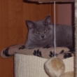 Innes alias Daisy v novm domov